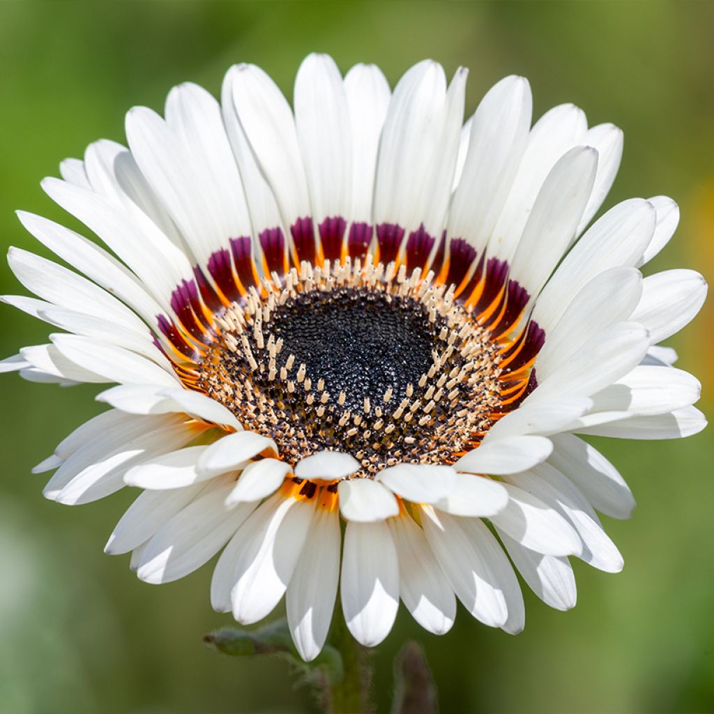 Venidium fastuosum Black and WHite (Samen) - Bärenohr