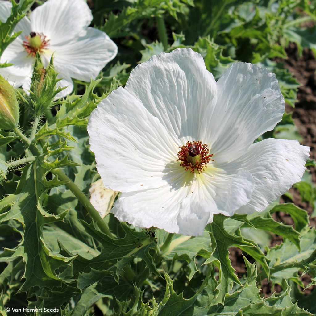 Argemone platyceras (Samen) - Borstenmohn