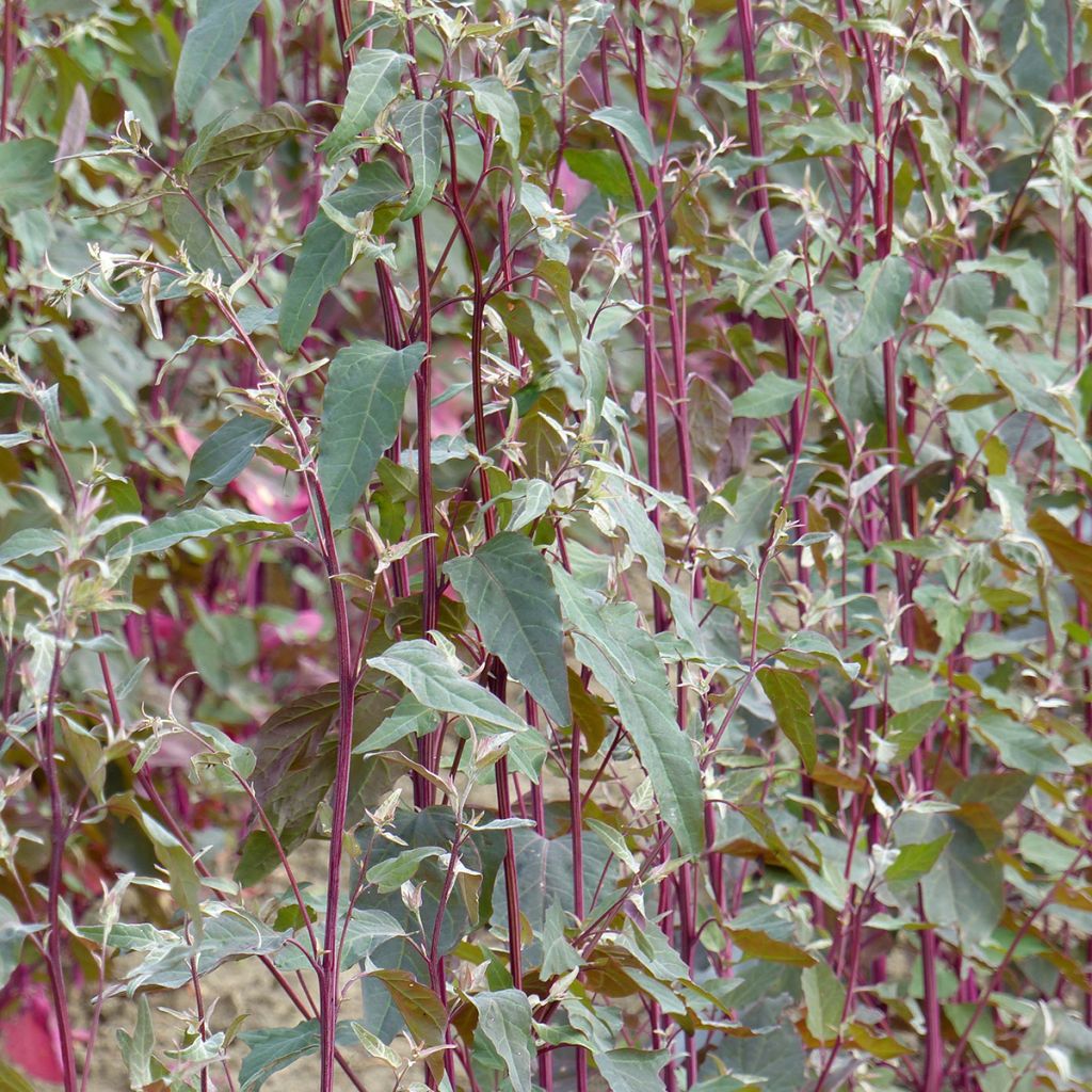 Garten-Melde Copper Plume - Atriplex hortensis