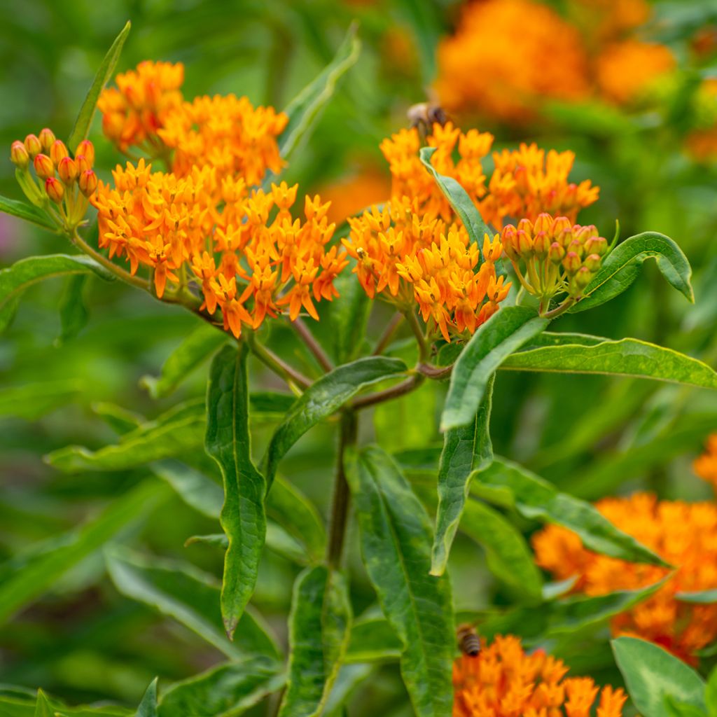 Asclepias tuberosa (Samen) - Knollige Seidenpflanze