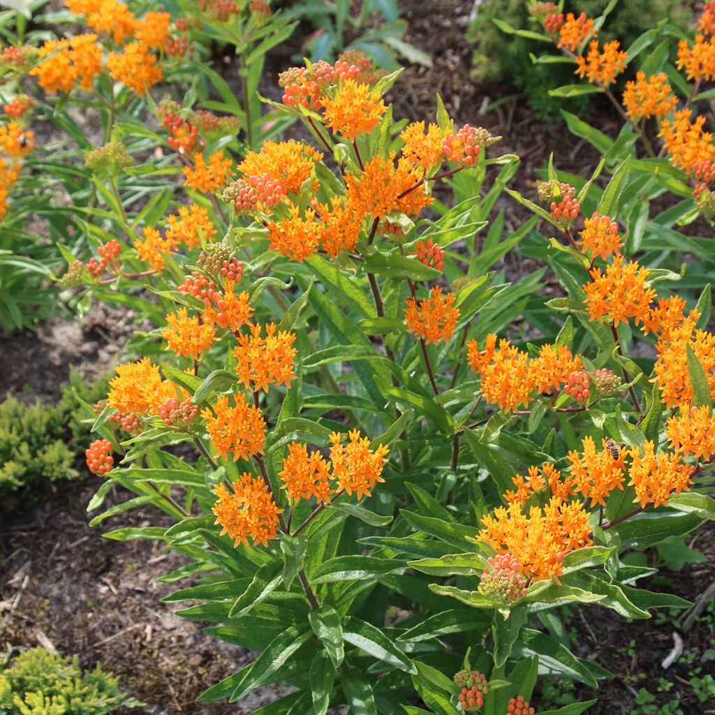 Asclepias tuberosa (Samen) - Knollige Seidenpflanze