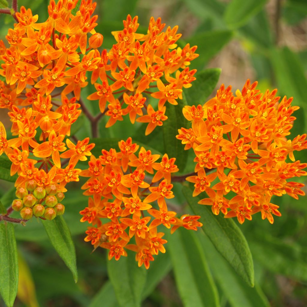 Asclepias tuberosa (Samen) - Knollige Seidenpflanze