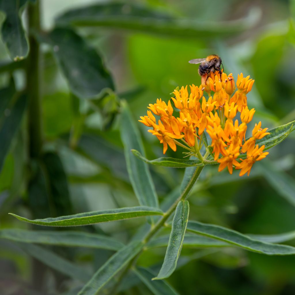 Asclepias tuberosa (Samen) - Knollige Seidenpflanze