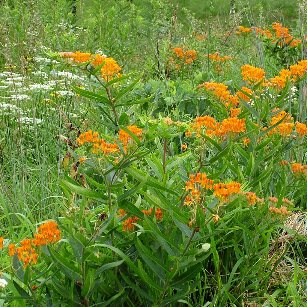 Asclepias tuberosa (Samen) - Knollige Seidenpflanze