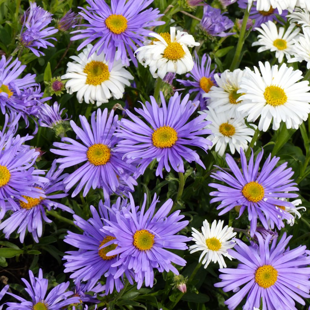 Aster alpinus (Samen) - Alpen-Aster