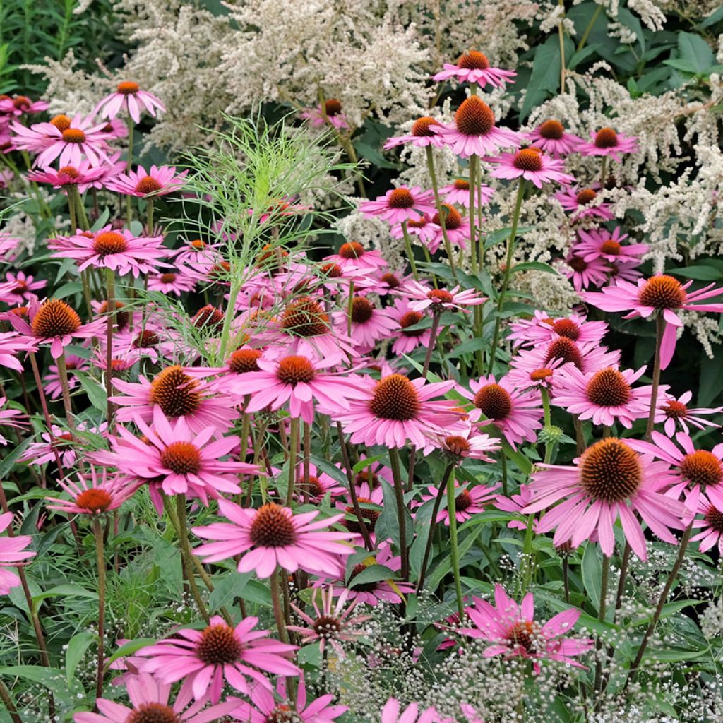 Echinacea purpurea Pink Parasol (Samen) - Sonnenhut