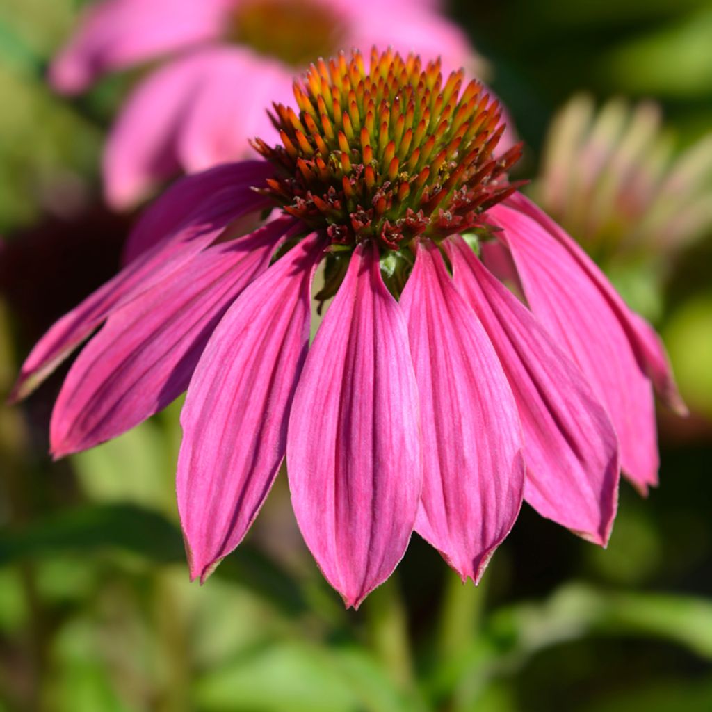 Echinacea purpurea Pow Wow Wild Berry (Samen) - Sonnenhut