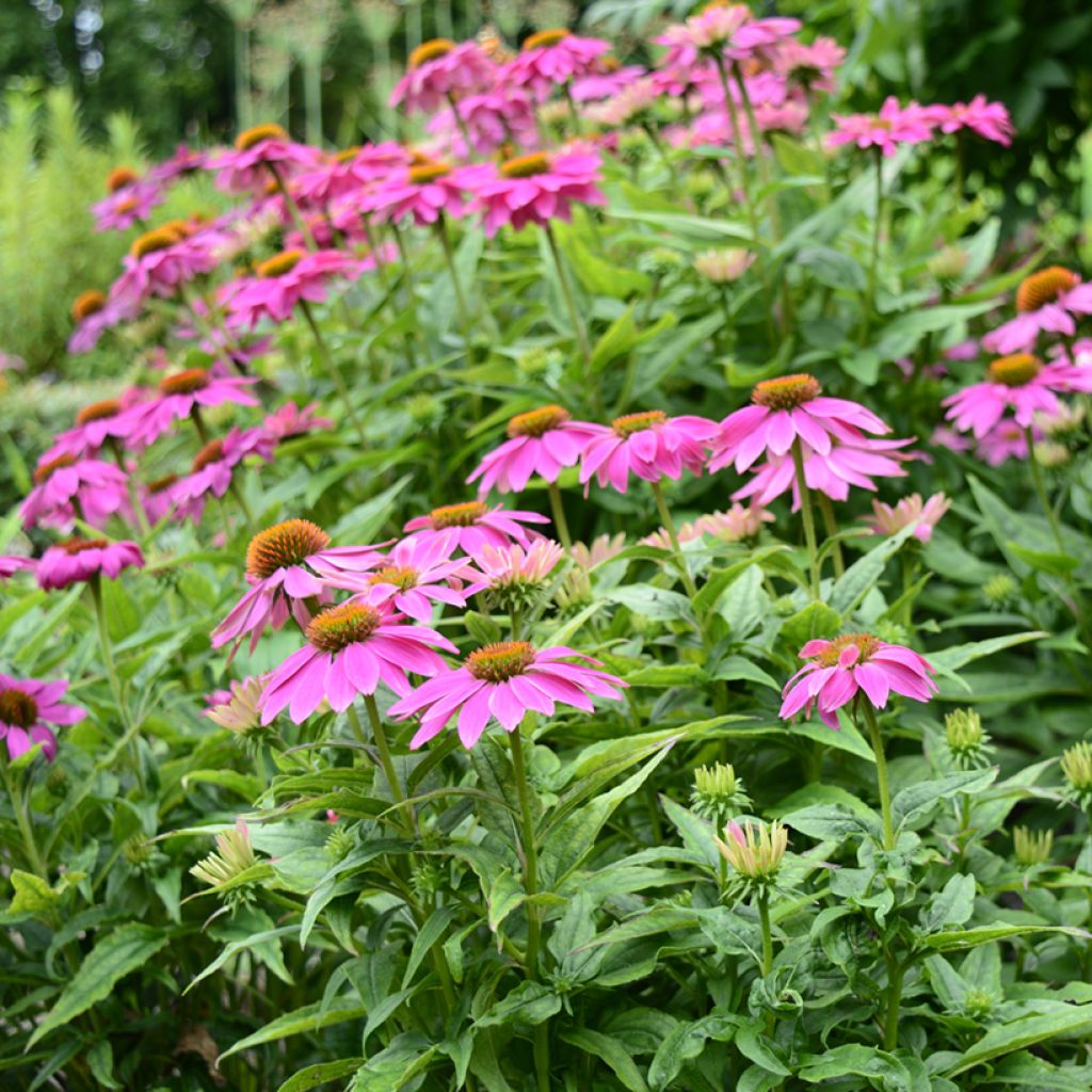 Echinacea purpurea Pow Wow Wild Berry (Samen) - Sonnenhut