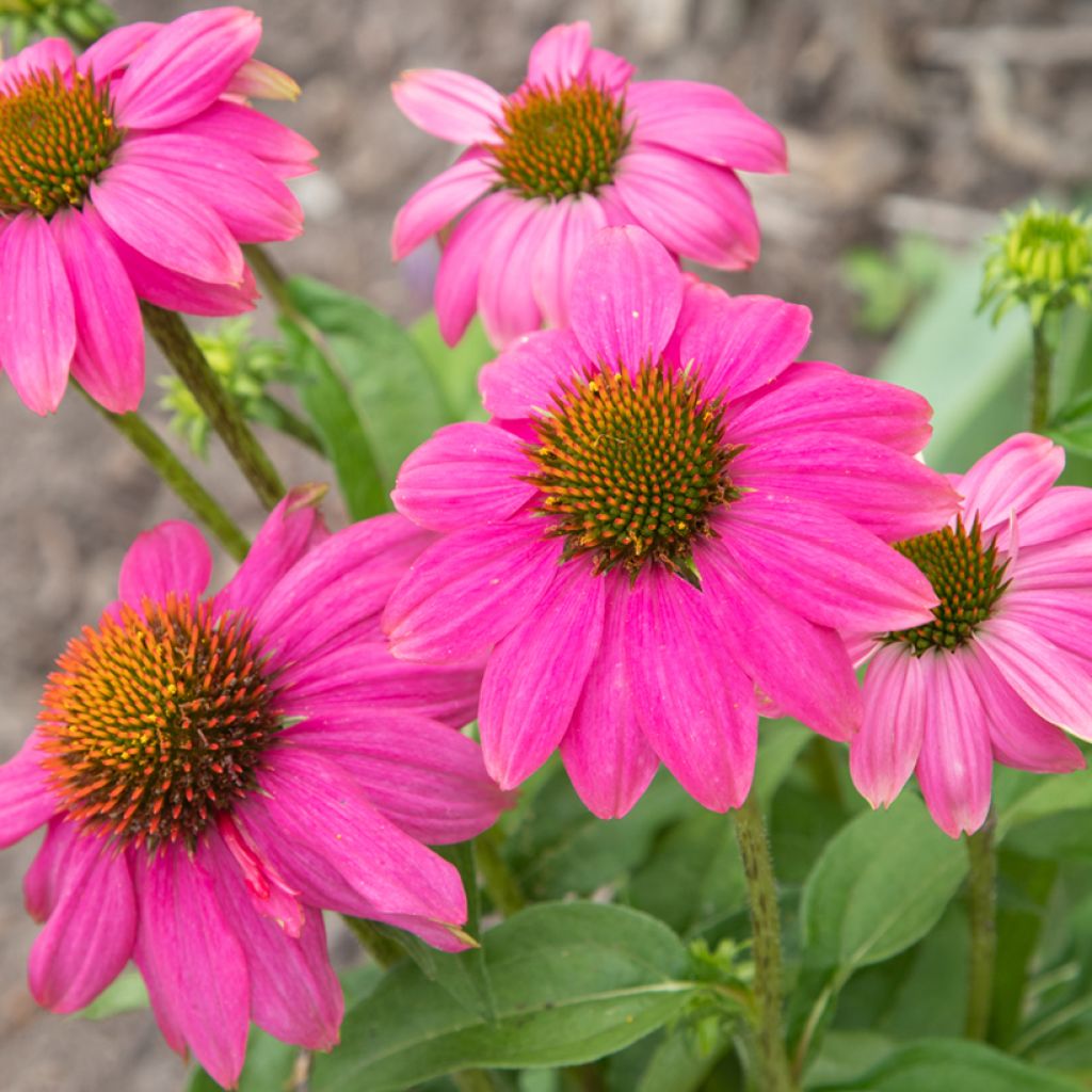 Echinacea purpurea Pow Wow Wild Berry (Samen) - Sonnenhut