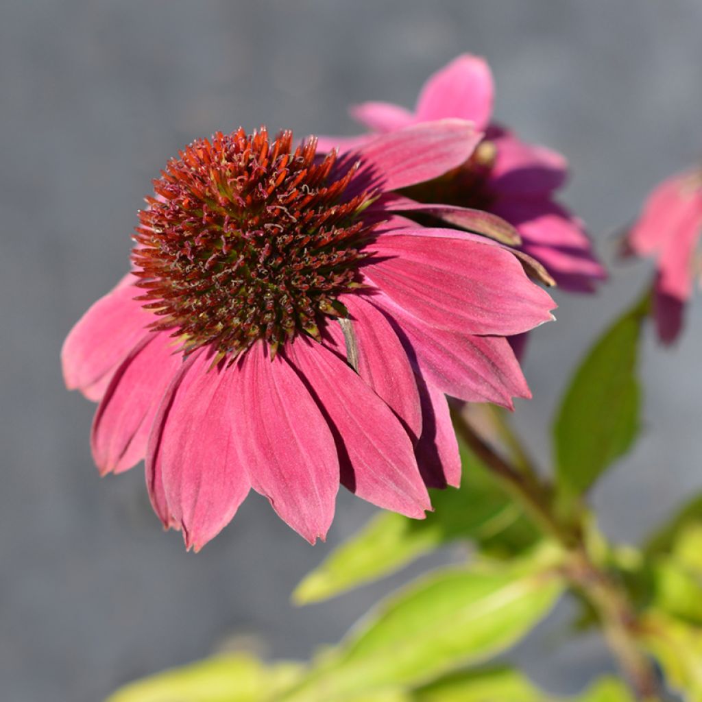 Echinacea purpurea Pow Wow Wild Berry (Samen) - Sonnenhut