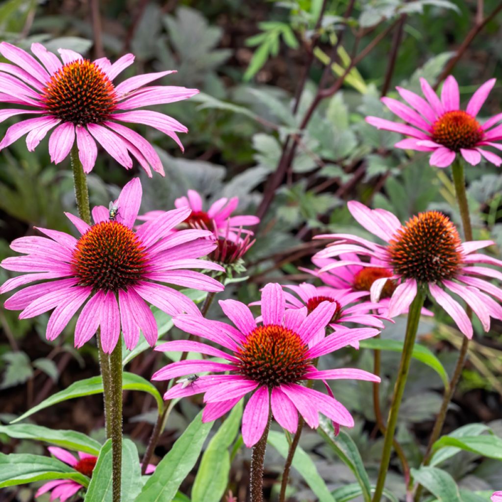 Echinacea purpurea Magnus (Samen) - Sonnenhut