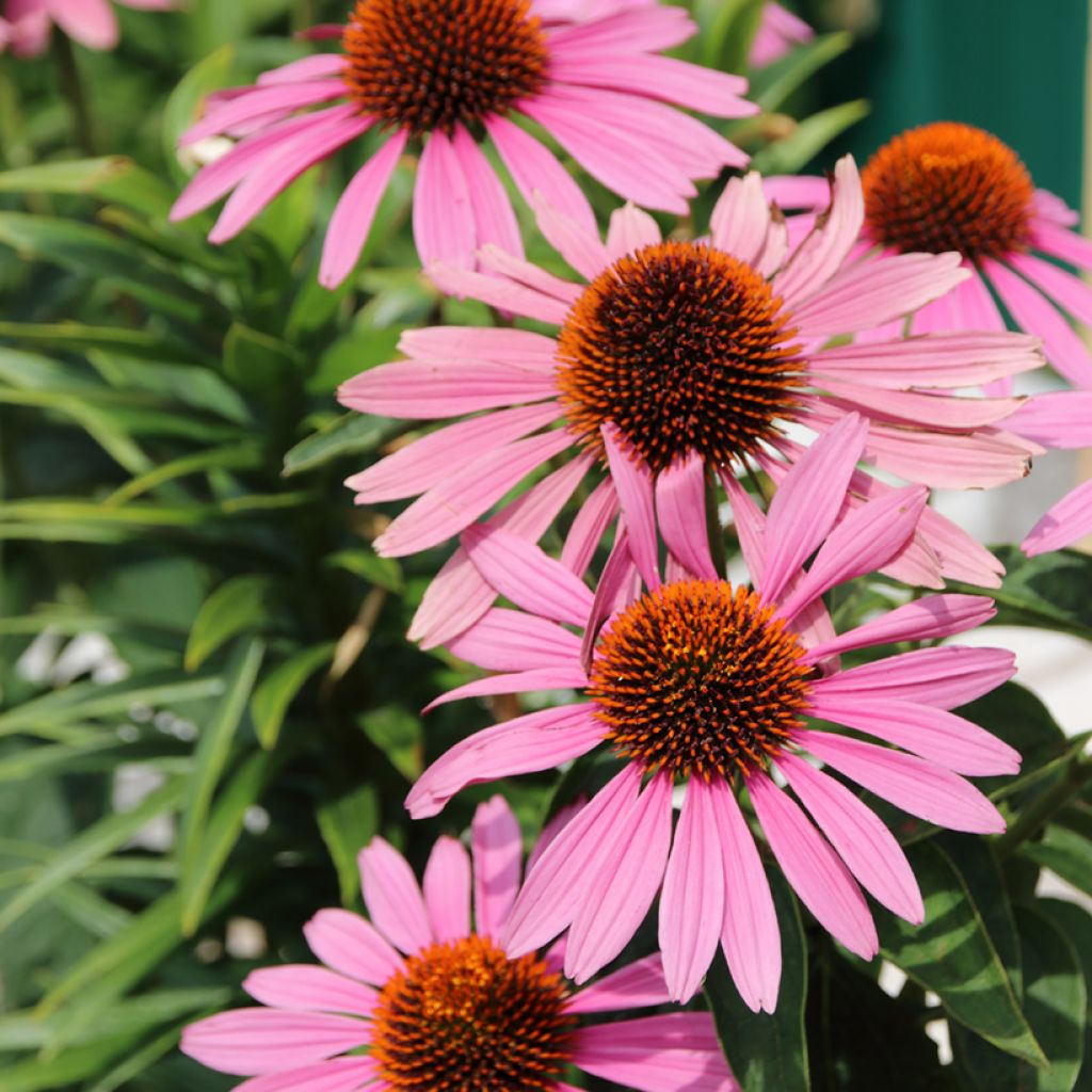 Echinacea purpurea Magnus (Samen) - Sonnenhut