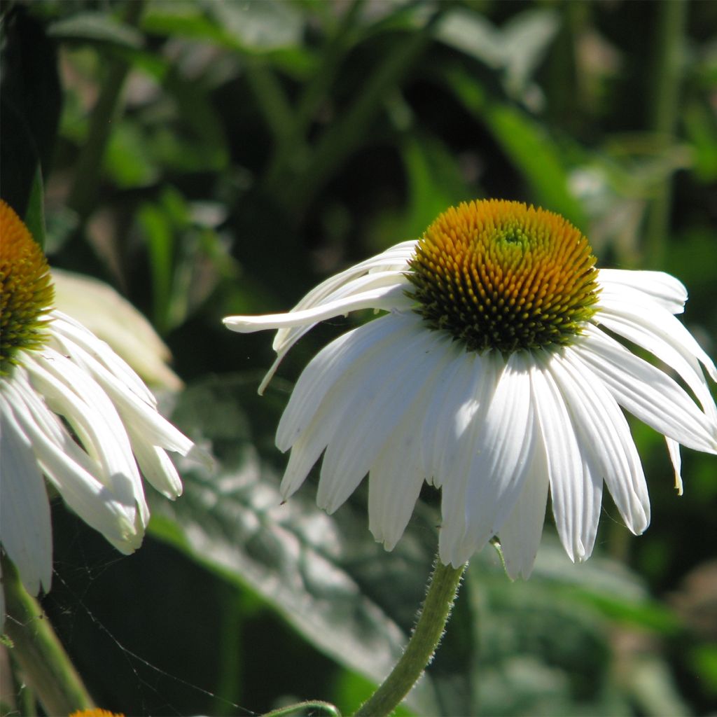 Echinacea purpurea White Swan (Samen) - Sonnenhut