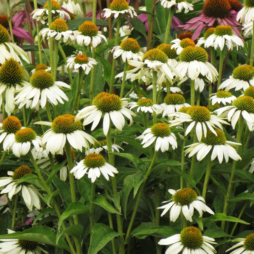 Echinacea purpurea White Swan (Samen) - Sonnenhut