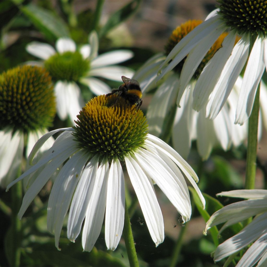 Echinacea purpurea White Swan (Samen) - Sonnenhut