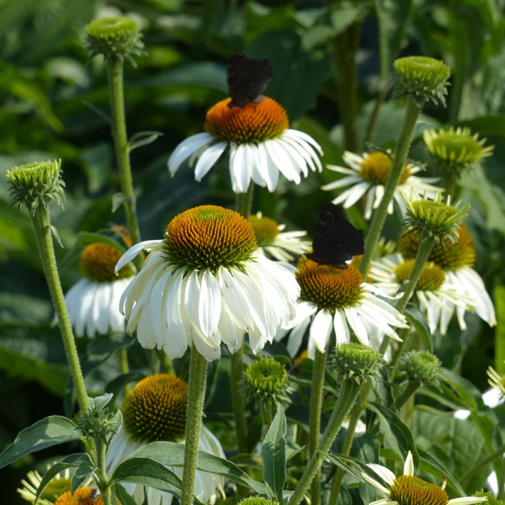 Echinacea purpurea White Swan (Samen) - Sonnenhut