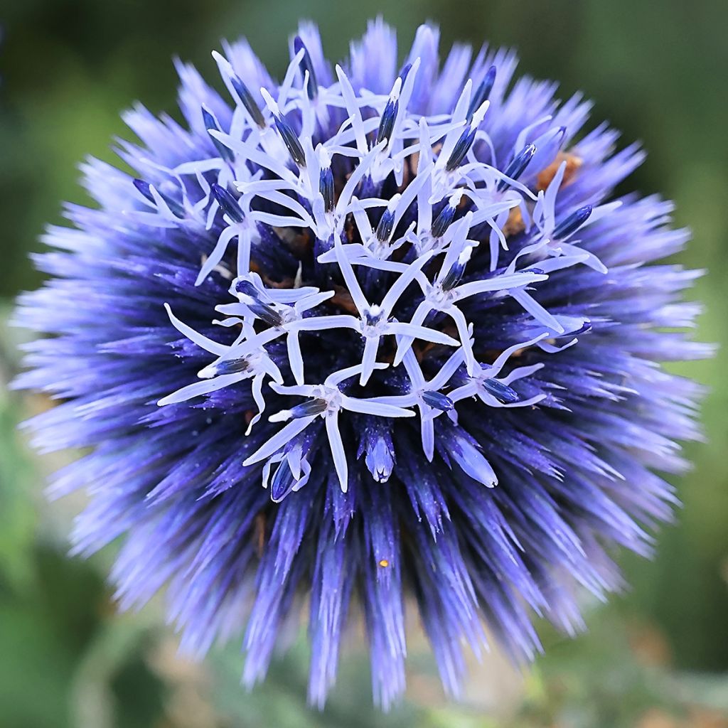 Banater Kugeldistel Blue Glow (Samen) - Echinops bannaticus