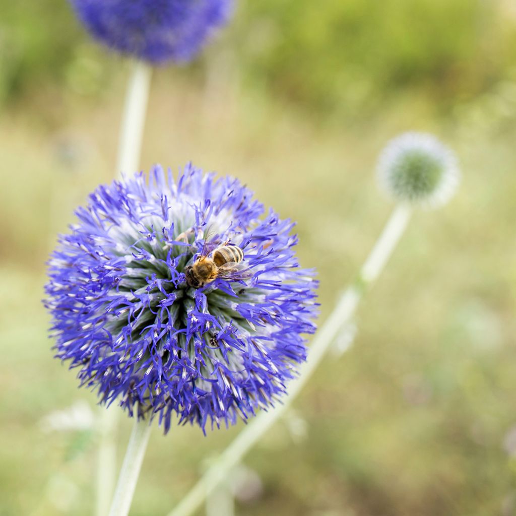 Banater Kugeldistel Blue Glow (Samen) - Echinops bannaticus