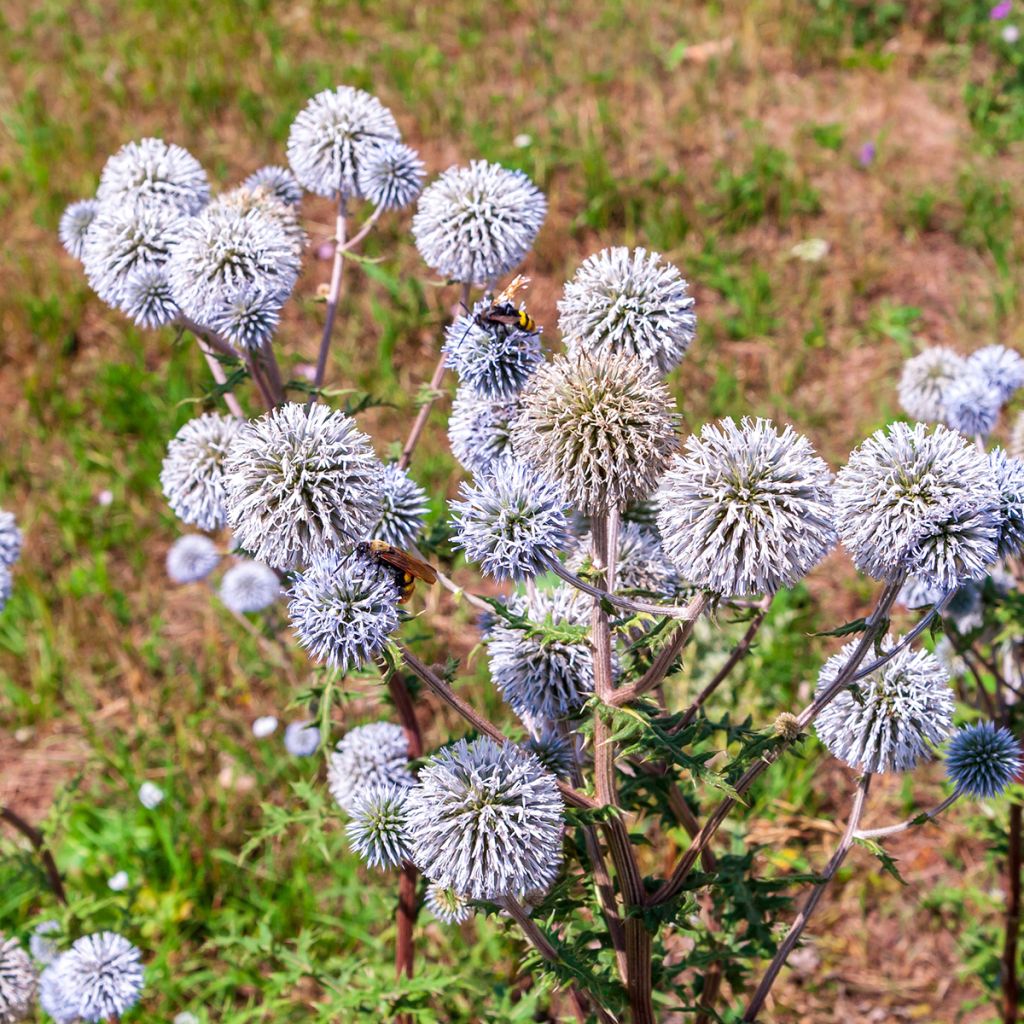 Banater Kugeldistel Blue Glow (Samen) - Echinops bannaticus