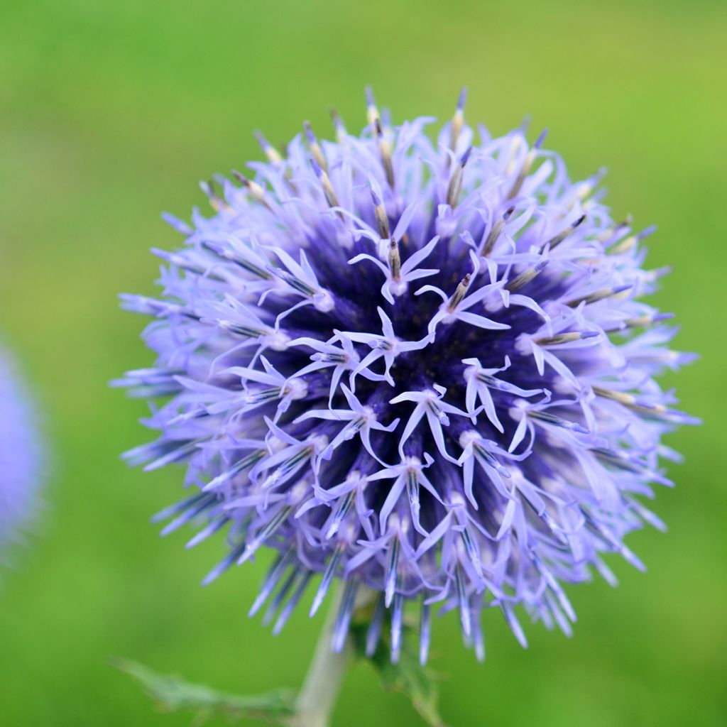 Banater Kugeldistel Blue Glow (Samen) - Echinops bannaticus