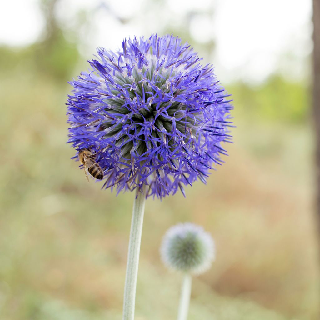 Banater Kugeldistel Blue Glow (Samen) - Echinops bannaticus