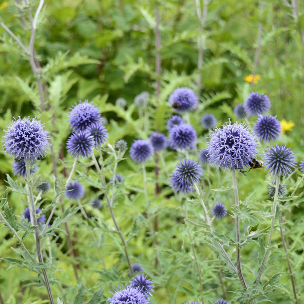 Blaue Kugeldistel (Samen) - Echinops ritro