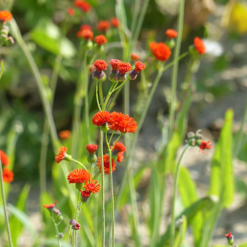 Emilia coccinea Scarlet Magic (Samen)