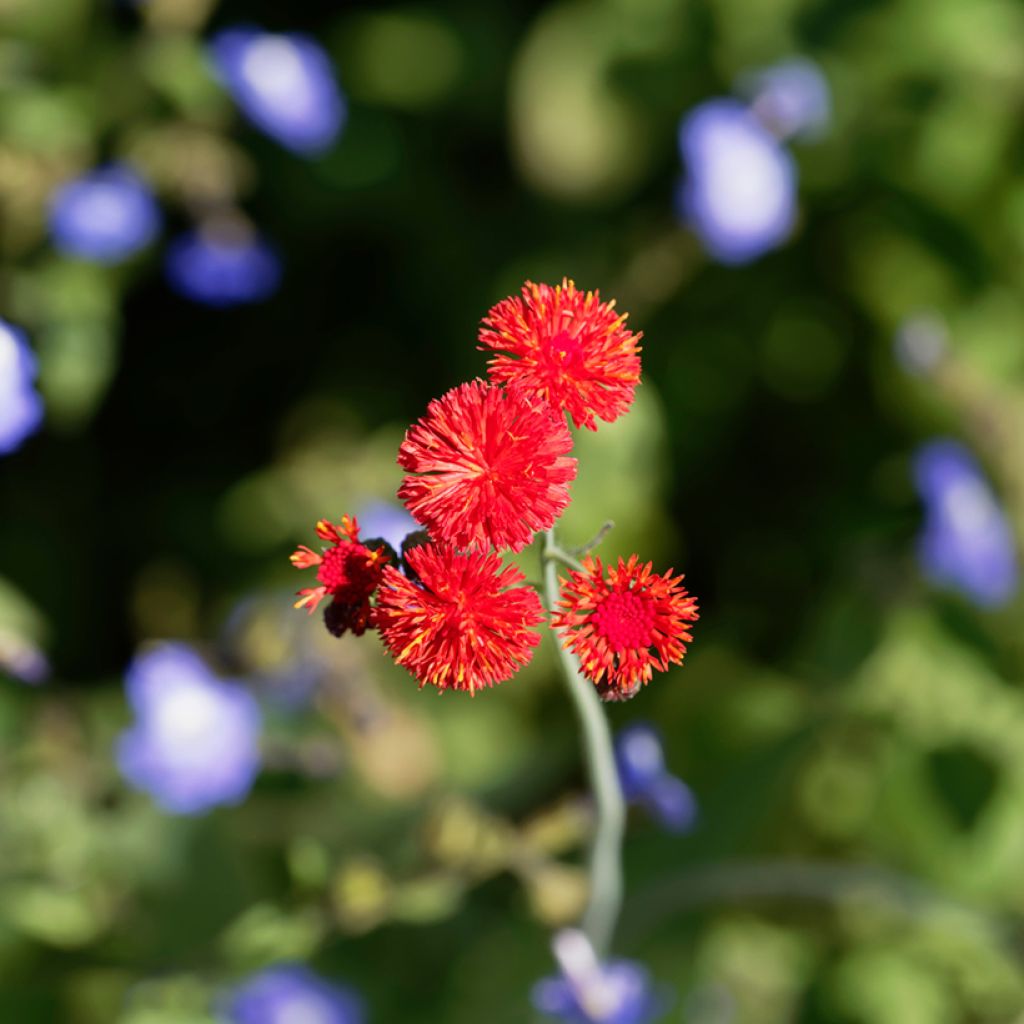 Emilia coccinea Scarlet Magic (Samen)