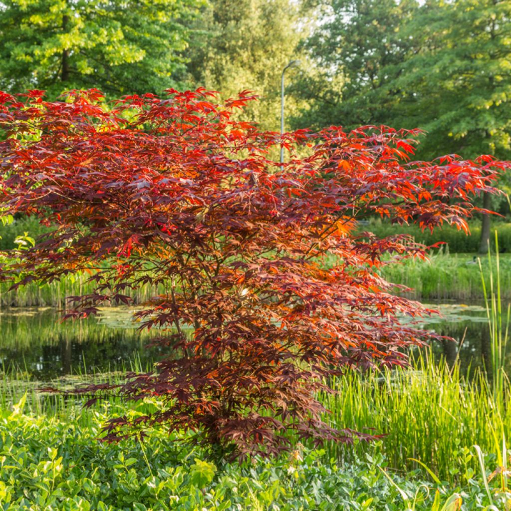 Fächerahorn Atropurpureum (Samen) - Acer palmatum