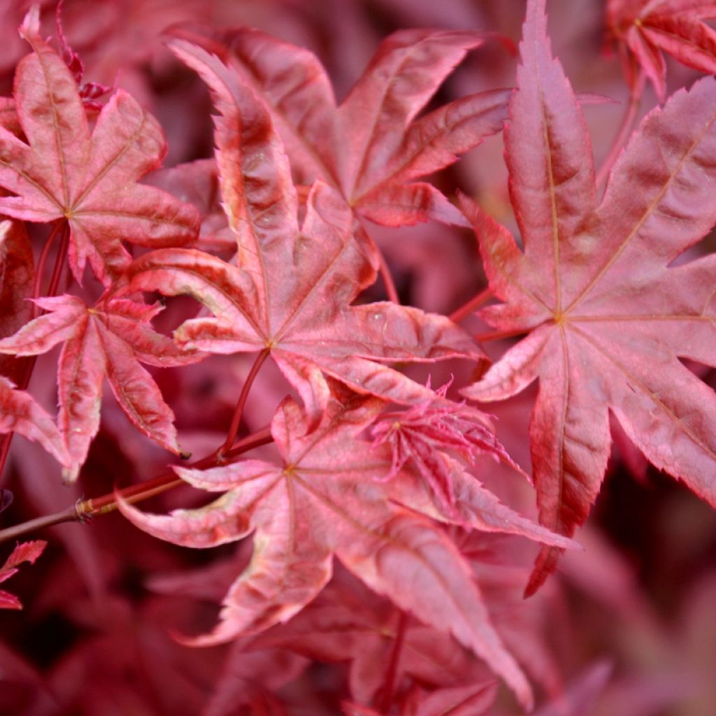 Fächerahorn Atropurpureum (Samen) - Acer palmatum