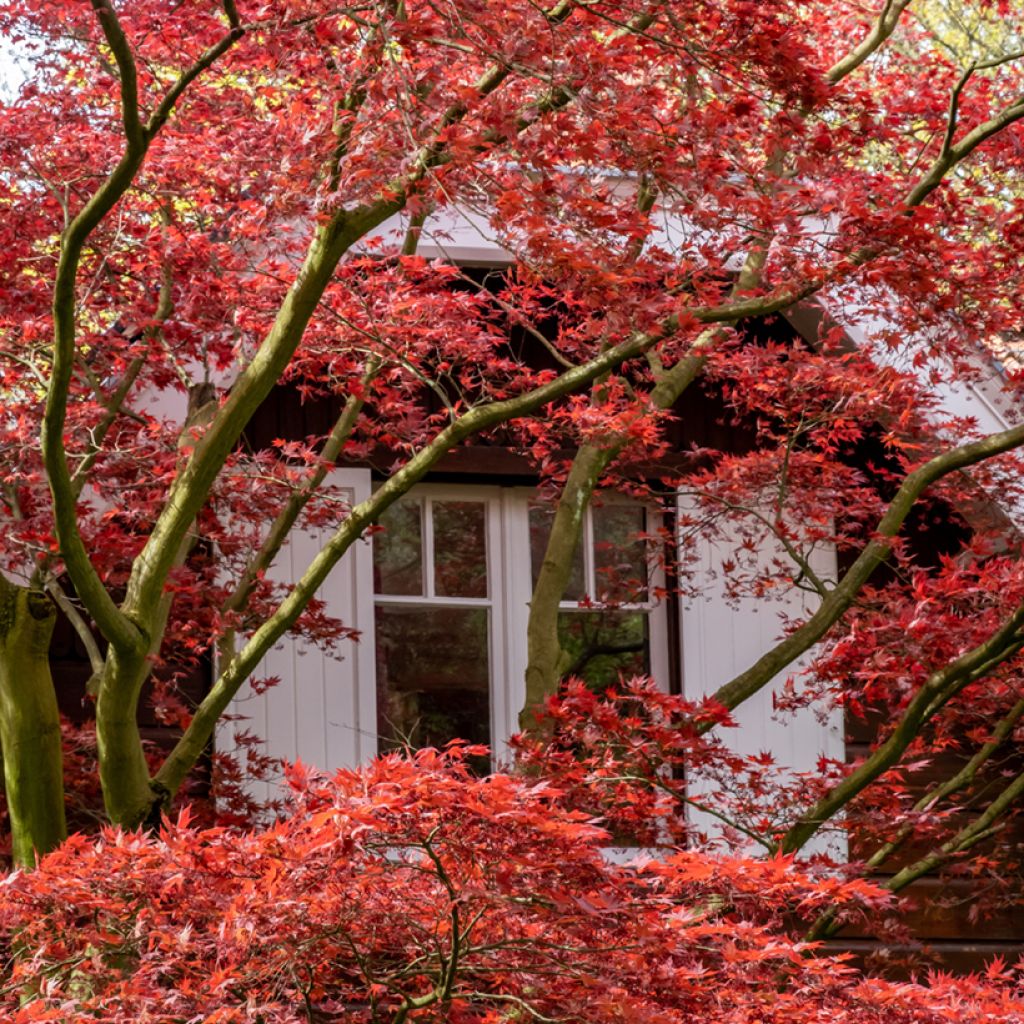 Fächerahorn Atropurpureum (Samen) - Acer palmatum