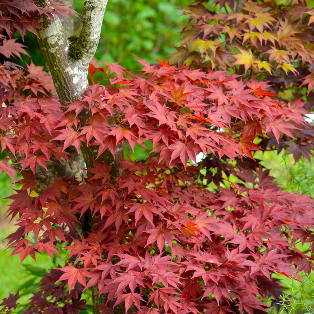 Fächerahorn Atropurpureum (Samen) - Acer palmatum