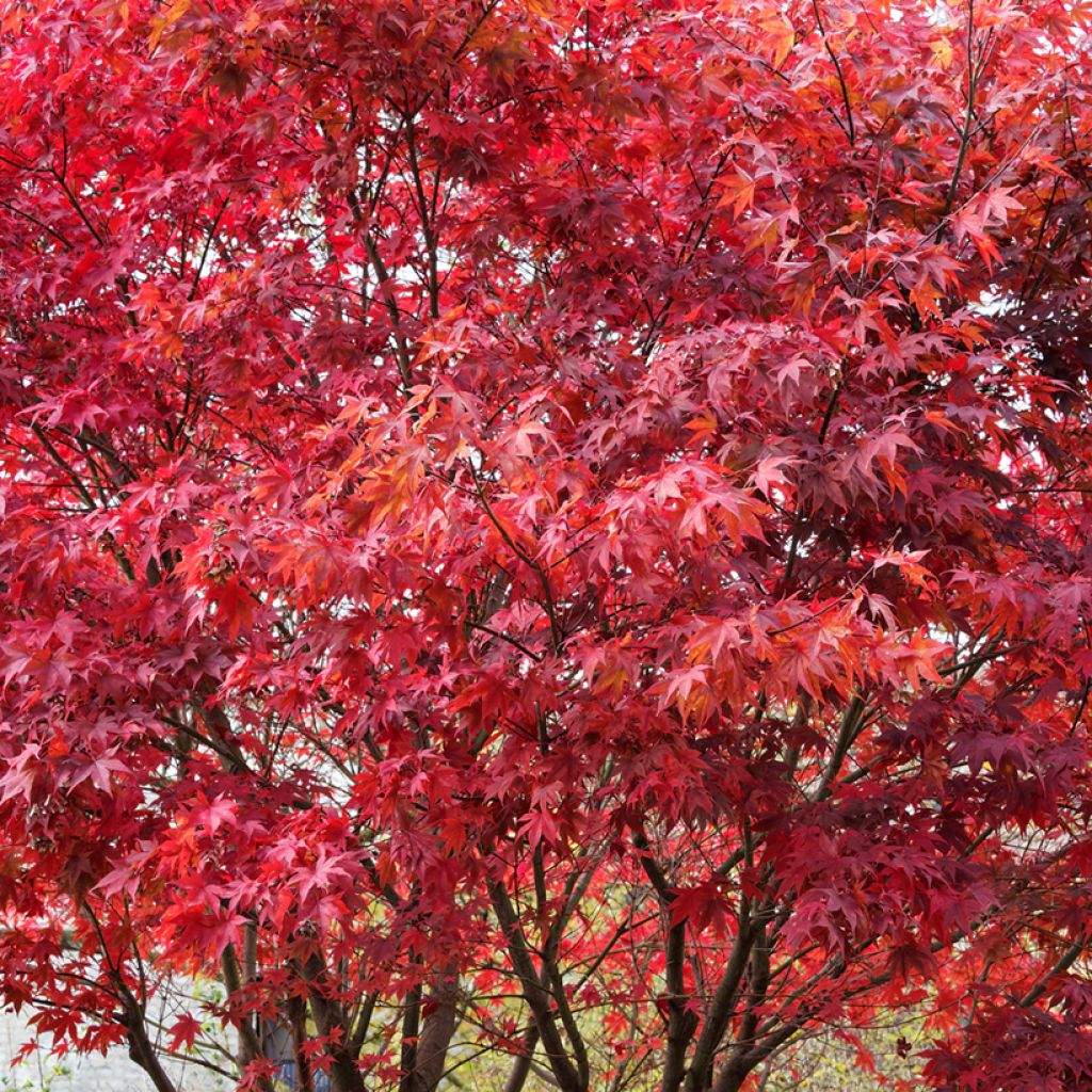 Fächerahorn Atropurpureum (Samen) - Acer palmatum