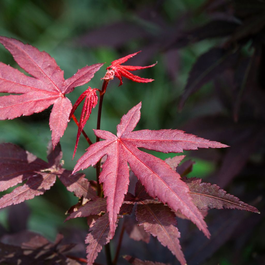 Fächerahorn Atropurpureum (Samen) - Acer palmatum