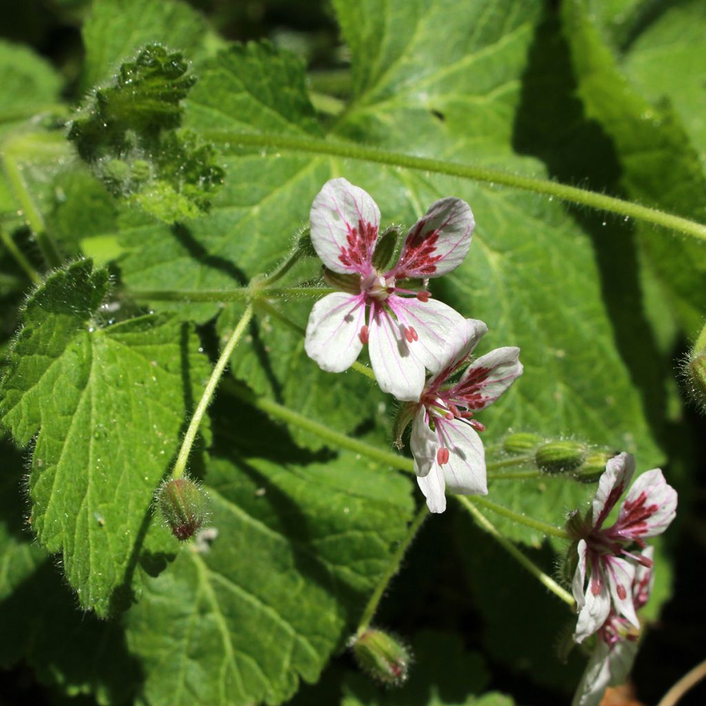 Erodium pelargoniiflorum Sweetheart (Samen) - Reiherschnabel