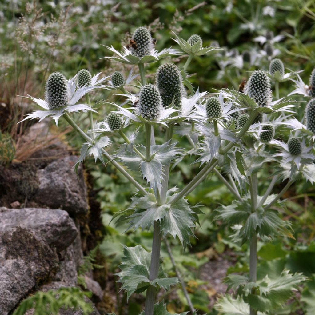 Eryngium giganteum Miss Willmotts Ghost (Samen) - Elfenbeindistel