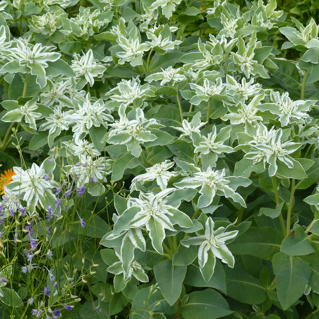 Euphorbia marginata Kilimanjaro (Samen) - Schnee-auf-dem-Berge