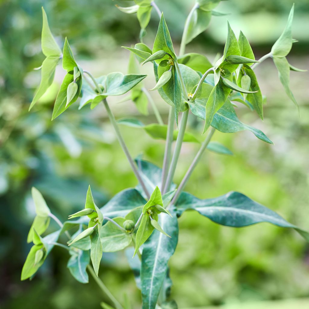 Euphorbia lathyris (Samen) - Kreuzblättrige Wolfsmilch