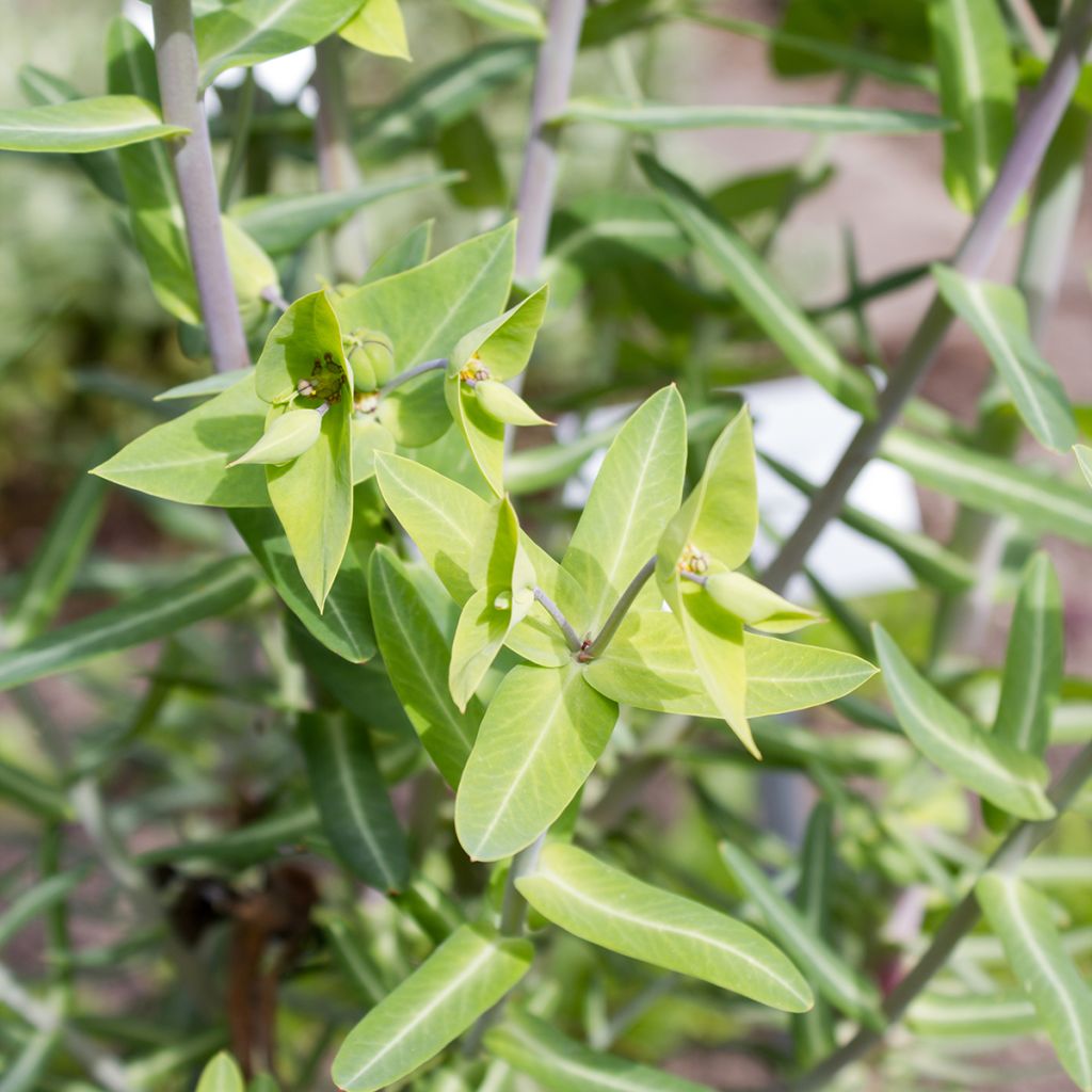 Euphorbia lathyris (Samen) - Kreuzblättrige Wolfsmilch