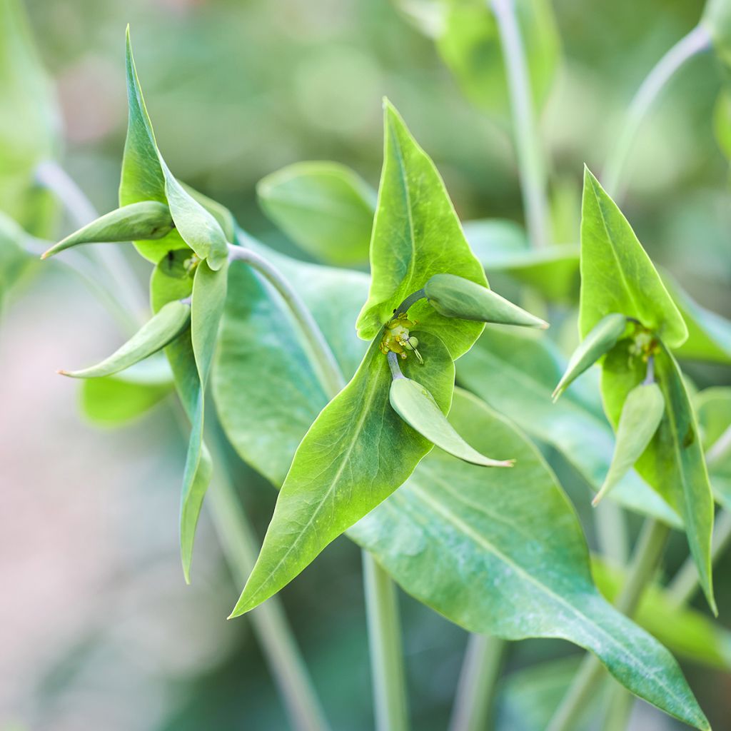 Euphorbia lathyris (Samen) - Kreuzblättrige Wolfsmilch