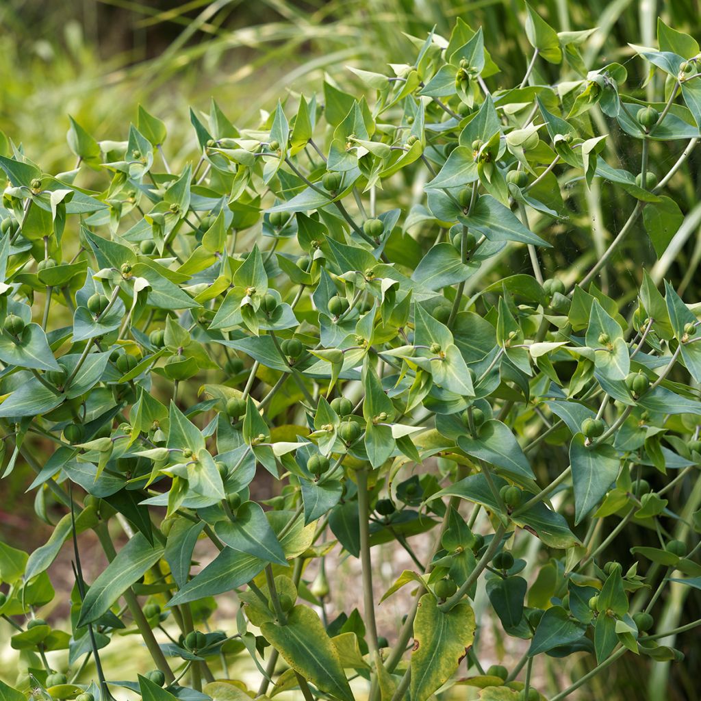 Euphorbia lathyris (Samen) - Kreuzblättrige Wolfsmilch