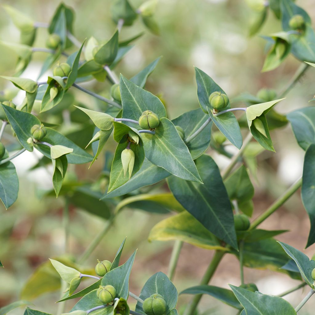 Euphorbia lathyris (Samen) - Kreuzblättrige Wolfsmilch