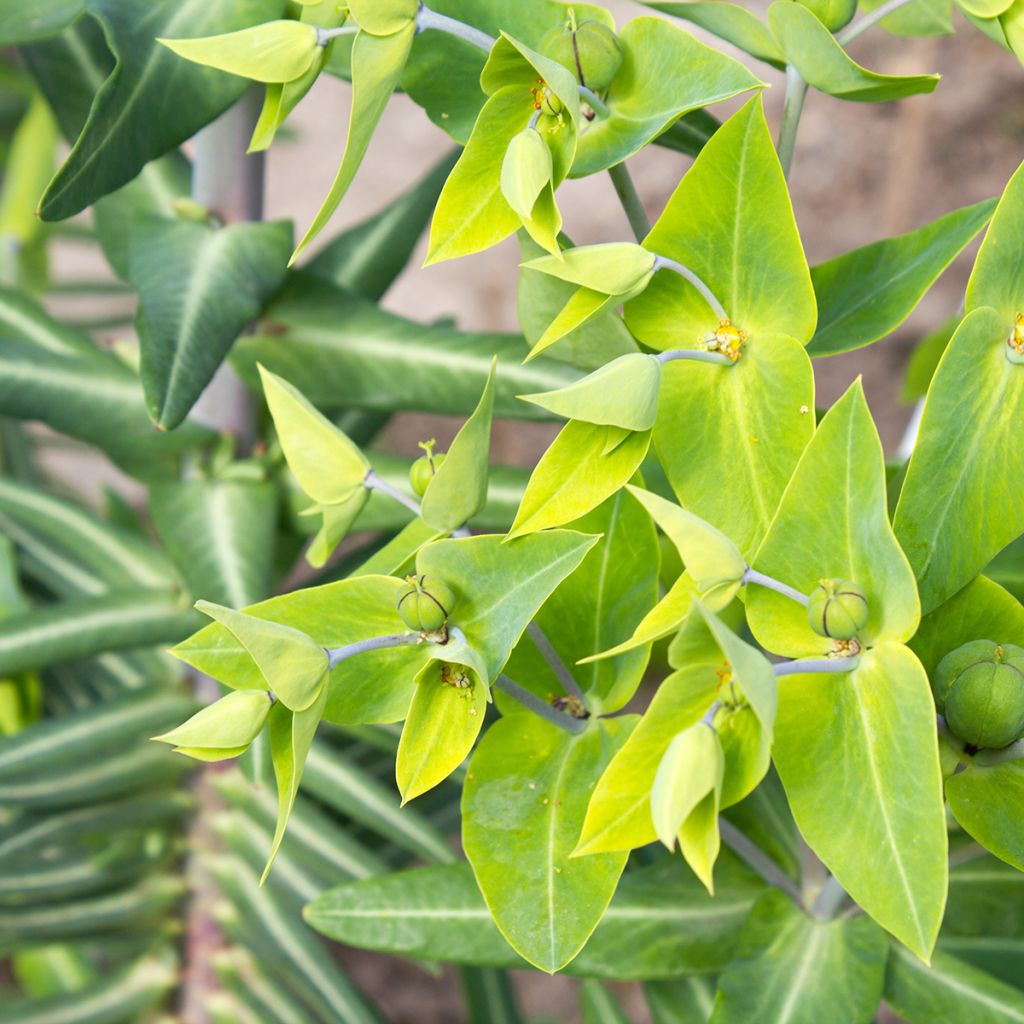 Euphorbia lathyris (Samen) - Kreuzblättrige Wolfsmilch