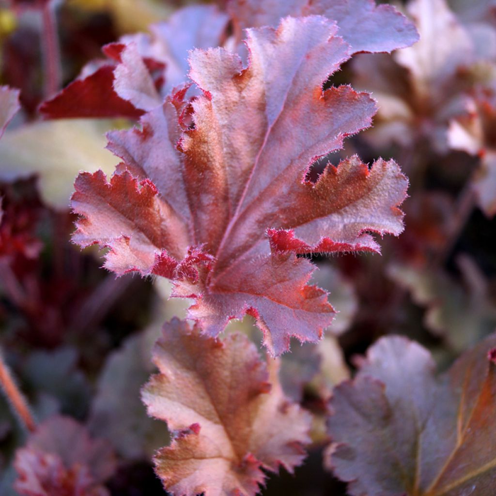 Heuchera hybrida Melting Fire (Samen) - Purpurglöckchen