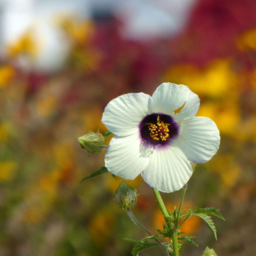 Hibiscus trionum (Samen) - Stundenblume