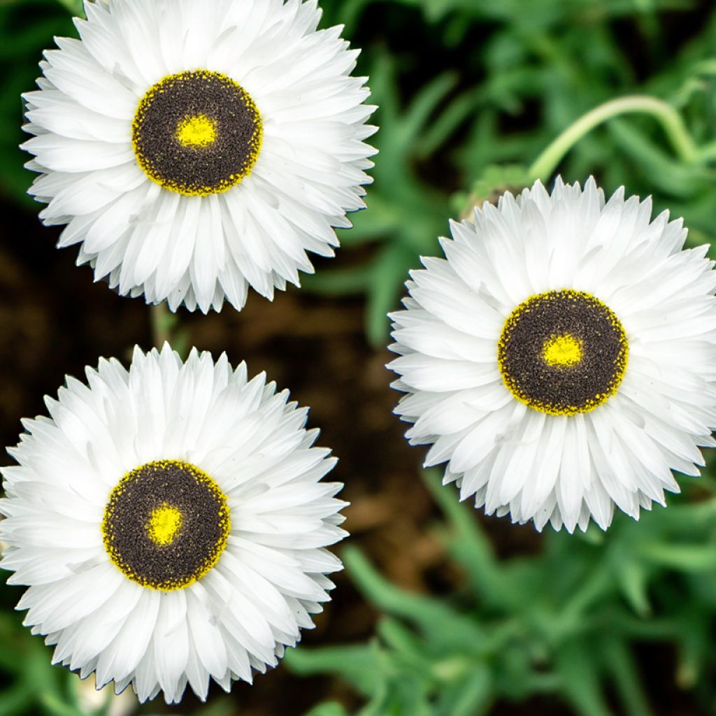 Rhodanthe chlorocephala subsp. rosea Pierrot (Samen) - Sonnenflügel