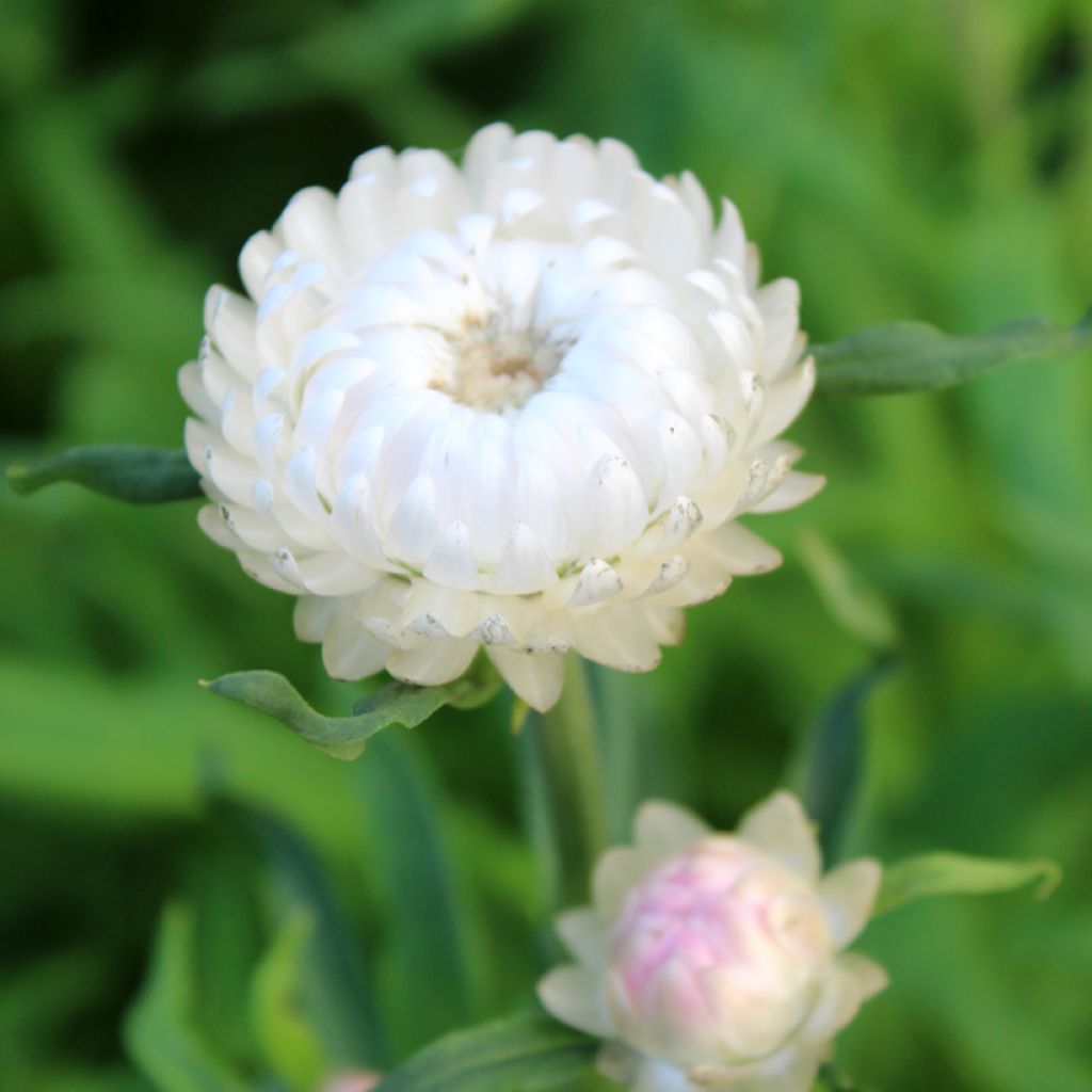 Strohblume Double blanche (Samen) - Helichrysum