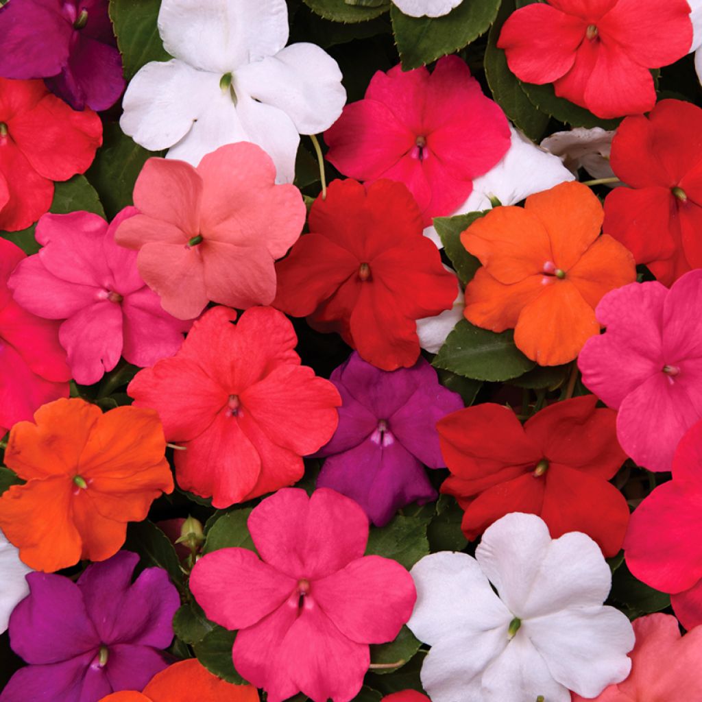 Fleißige Lieschen Beacon Mix (Samen) - Impatiens walleriana