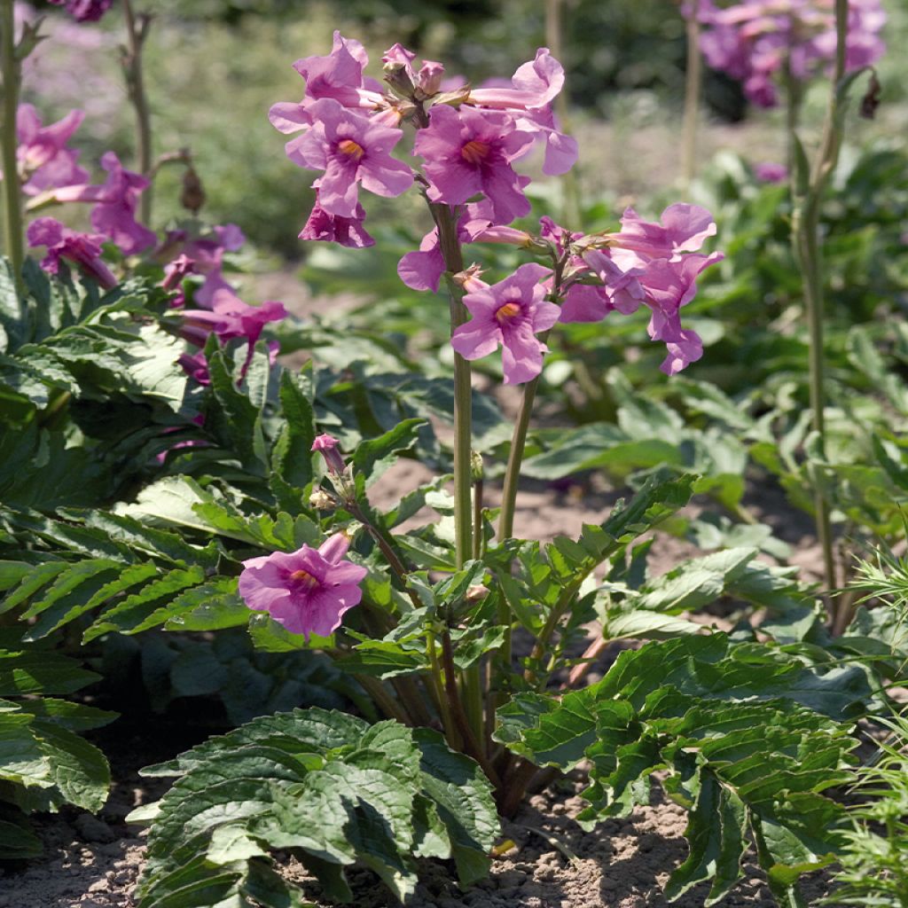 Incarvillea Delavayi Deli Rose (Samen) - Freilandgloxinie