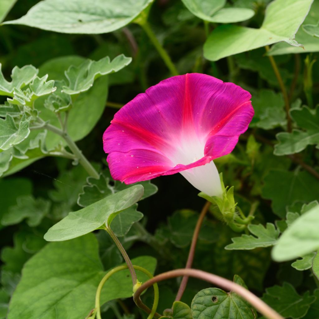 Ipomoea rubrocaerulea Crimson Rambler (Samen) - Prunkwinde